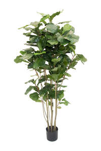 Greenery: Potted Fiddle Tree