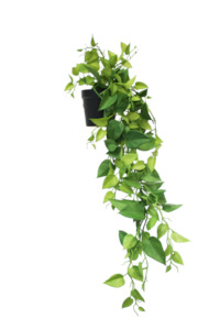 Greenery: Potted Hanging Heart Leaf