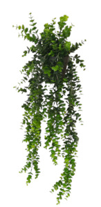 Potted Hanging Eucalpytus Green