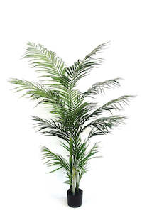 Potted Areca Palm 1.2m