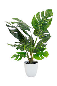 Greenery: Potted Split Philo