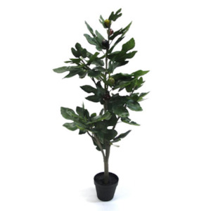 Fig Tree Potted from Chambers Design