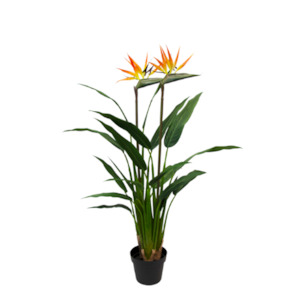 Potted Bird of Paradise