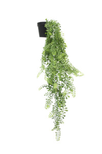 Potted Hanging Vine