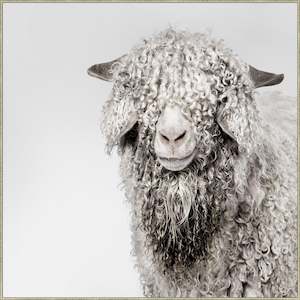 Shaggy Sheep Wall Art Prints