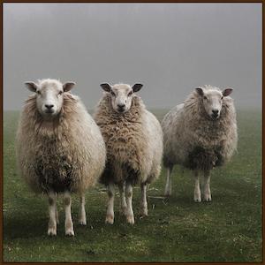 Framed artwork of 3 sheep