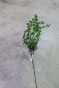 112CM Green Eucalyptus Vine