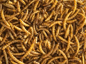 Poultry Treats: Dried Meal Worms 5kg