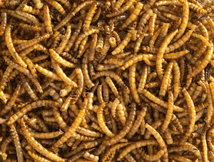 Poultry Treats: Dried Meal Worms 1kg (Pick n Mix)