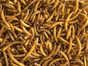 Poultry Treats: Dried Meal Worms 125g