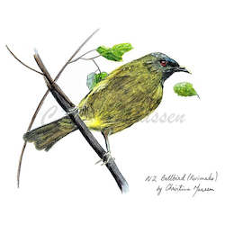 Creative art: Bellbird Print A4 / A3