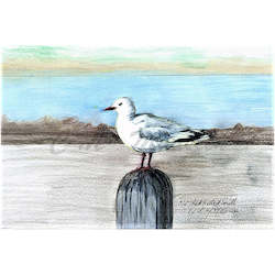 Red Billed Gull Print A4 / A3