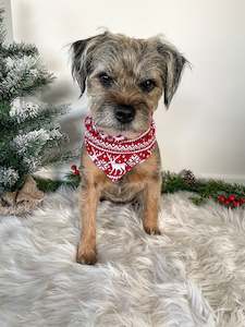 Luxe Jersey Cotton Fair Isle Dog Bandana