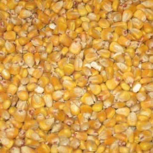 Fiskens - Whole Maize 25Kg