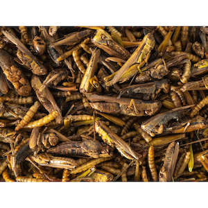 Specialised food: Insect Medley - 500gms