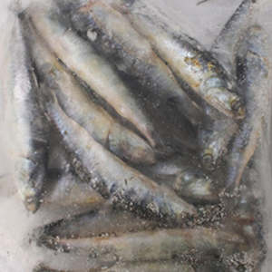 Seafood wholesaling - fresh or frozen: Salted Anchovies