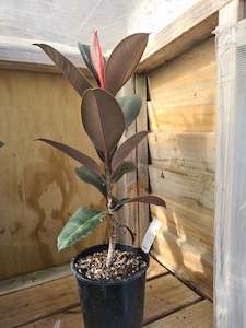 Ficus Black Knight