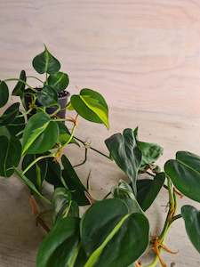 Philodendron Brasil