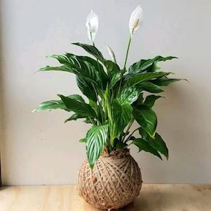 Peace Lily Kokedama