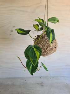 Philodendron Brasil Kokedama