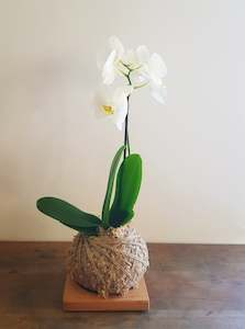 Phalaenopsis Orchid Kokedama