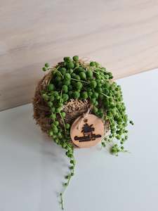 String of Pearls Kokedama