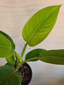 Philodendron Imperial Green