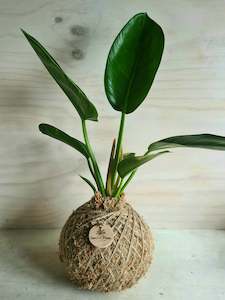 Philodendron Thai Congo Kokedama Large