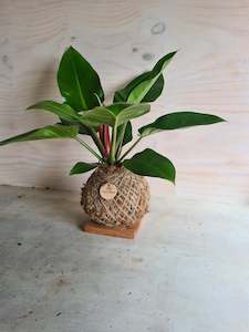 Philodendron Imperial Green Kokedama