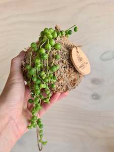 Mini String of Pearls Kokedama