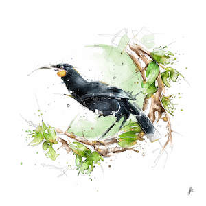 Huia - by Jeremy Kyle