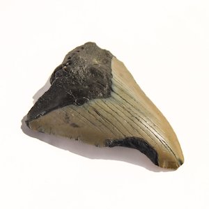 Megalodon Tooth