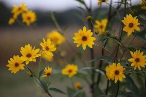 Arnica Balm