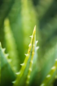 Aloe Coconut Sorbet