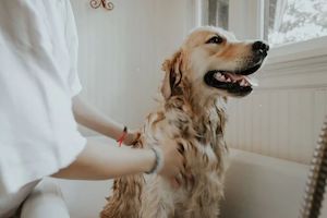 Internet advertising service: Dog Shampoo