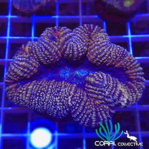 Lobophyllia || Blue / Orange