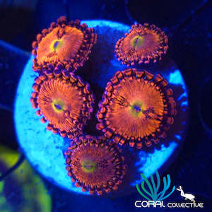 Zoanthid || Mixed