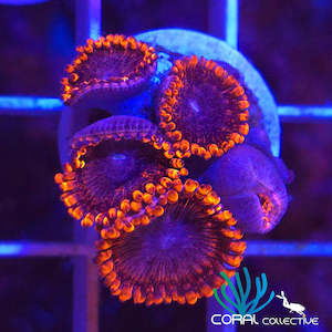 Zoanthid || Mixed