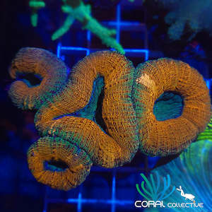 Lobophyllia || Orange / Green