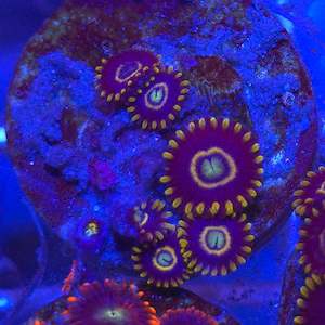 Zoanthid || Blue Hornet