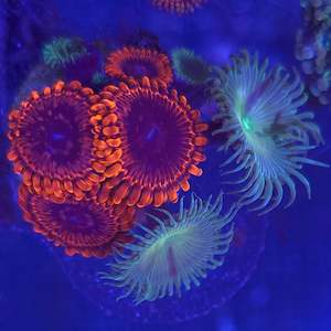 Zoanthid || Assorted