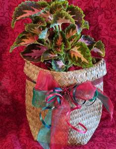 Christmas Coleus Kete