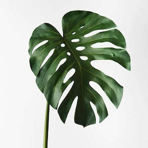 Monstera Leaf