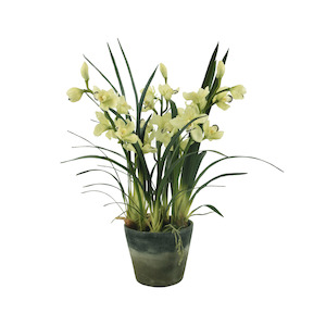 Orchid / Cymbidium / Light Green