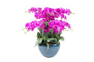 Cote Noire Luxury Giant Orchid Bouquet - Fuchsia in Ceramic Vase - GO09