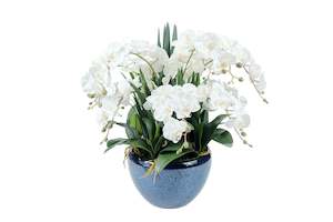 Cote Noire Luxury Giant Orchid Bouquet - White in Ceramic Vase - GO01