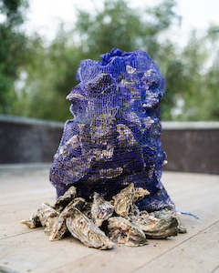 Five Dozen Live Pacific Whole Shell Oysters delivered on Friday to the Auckland Region