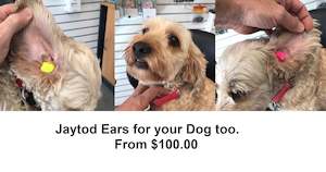 Earplugs custom made  for your dog from $150. In stock Appointment required for fitting