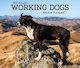 New Zealand’s Working dogs