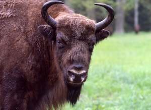 Bison II